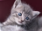Chats!