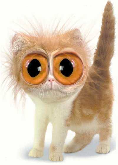 Chaton!