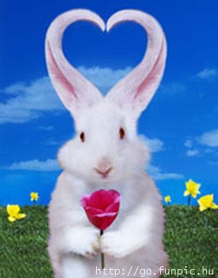 Lapinou
