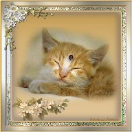 Chaton!